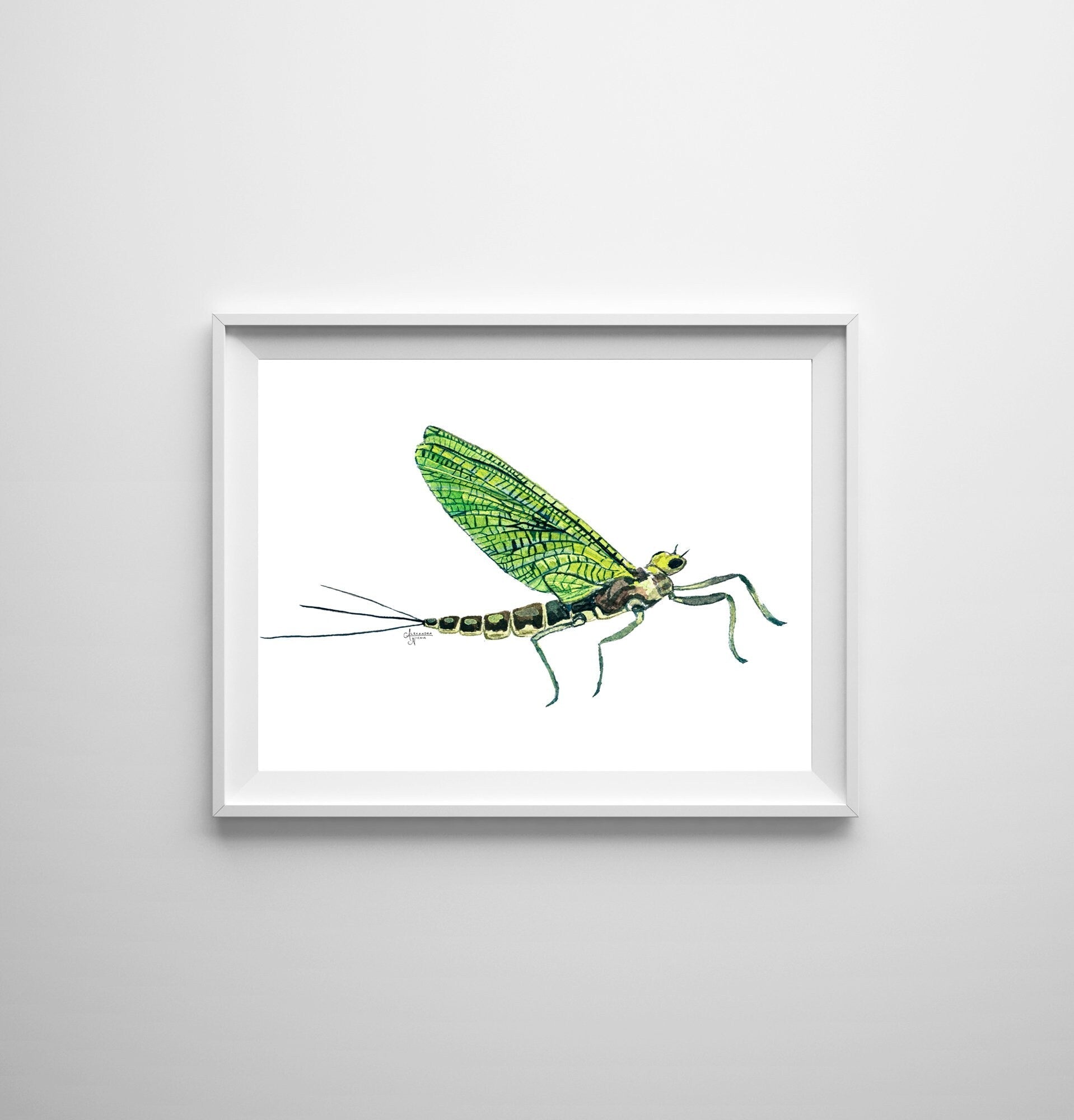 Western Green Drake Mayfly Print - ArtByAlexandraNicole