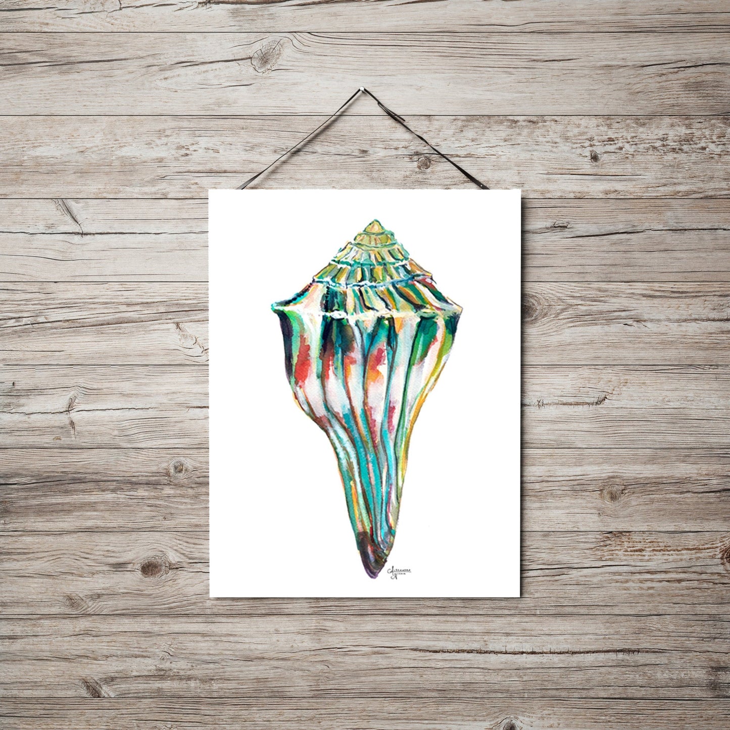 Whelk Shell Watercolor Art Print, Whelk 1 - ArtByAlexandraNicole