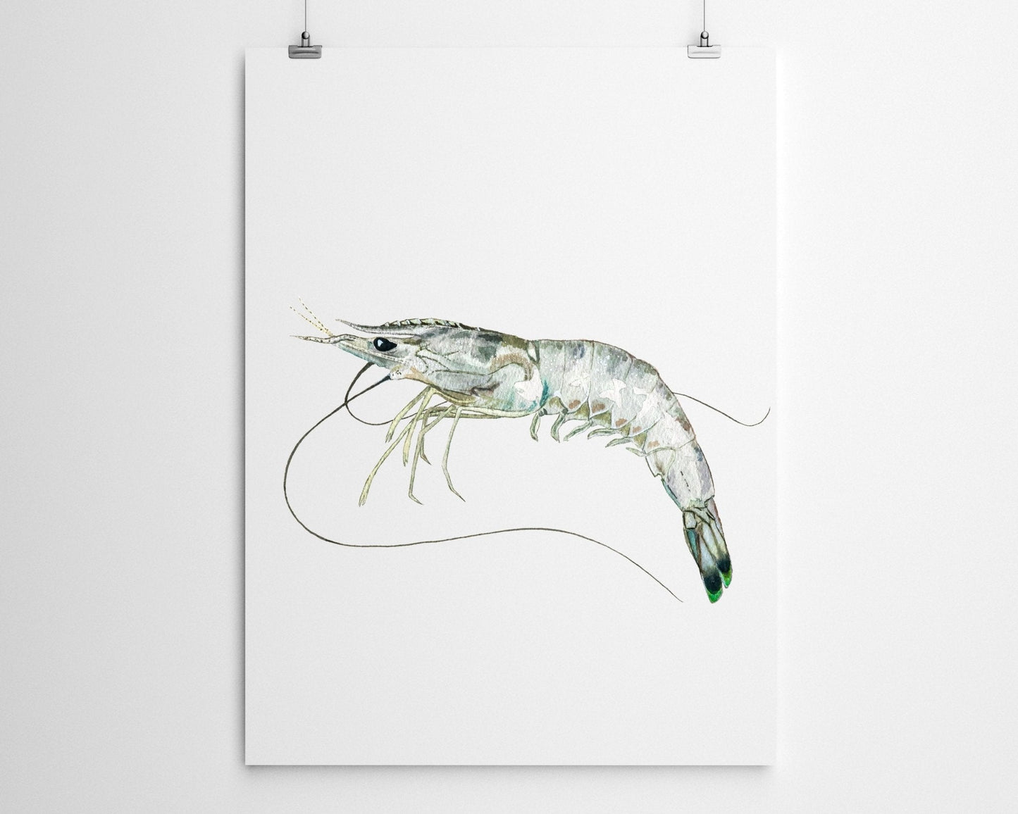 White Shrimp Watercolor Fine Art Print - ArtByAlexandraNicole