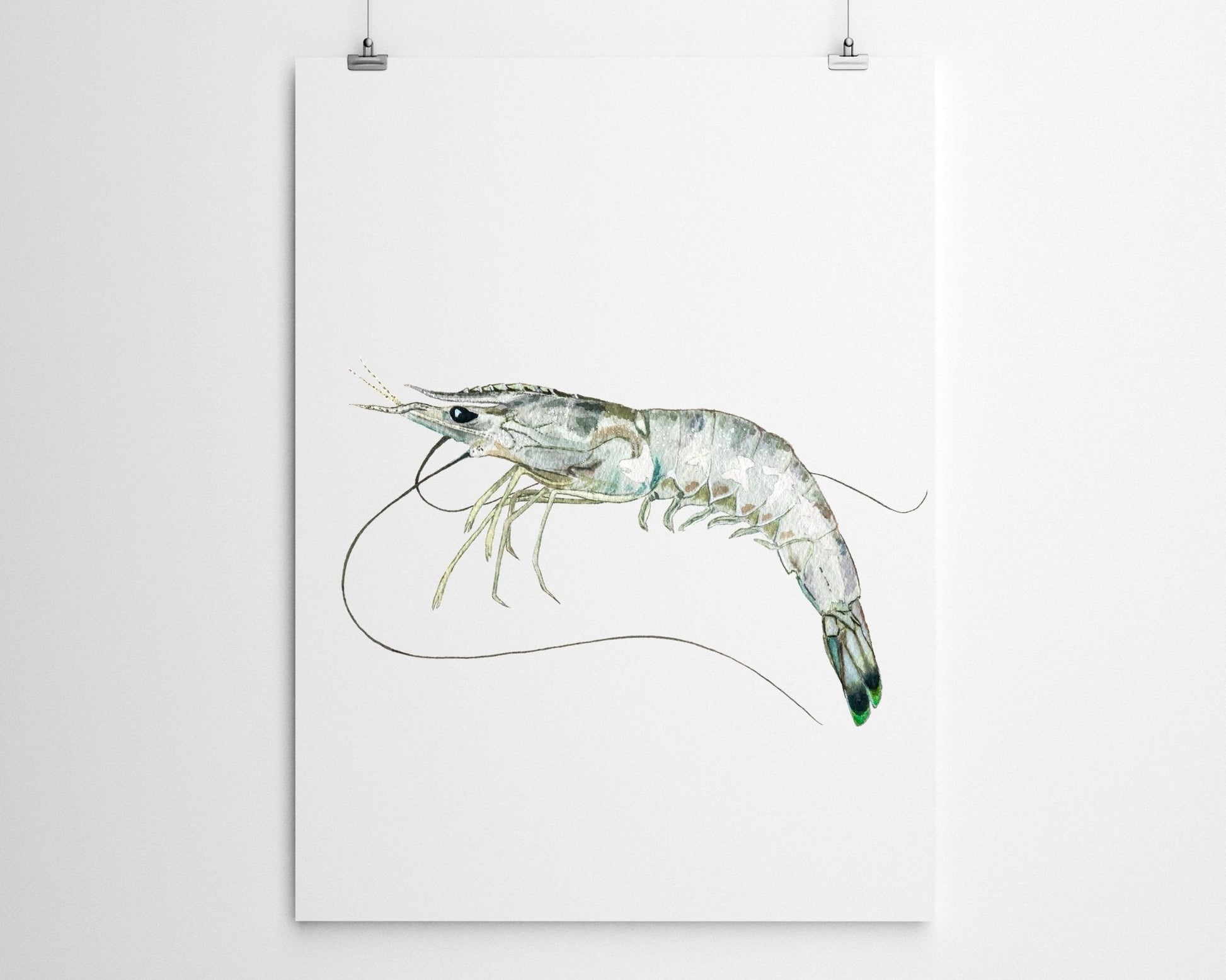 White Shrimp Watercolor Fine Art Print - ArtByAlexandraNicole