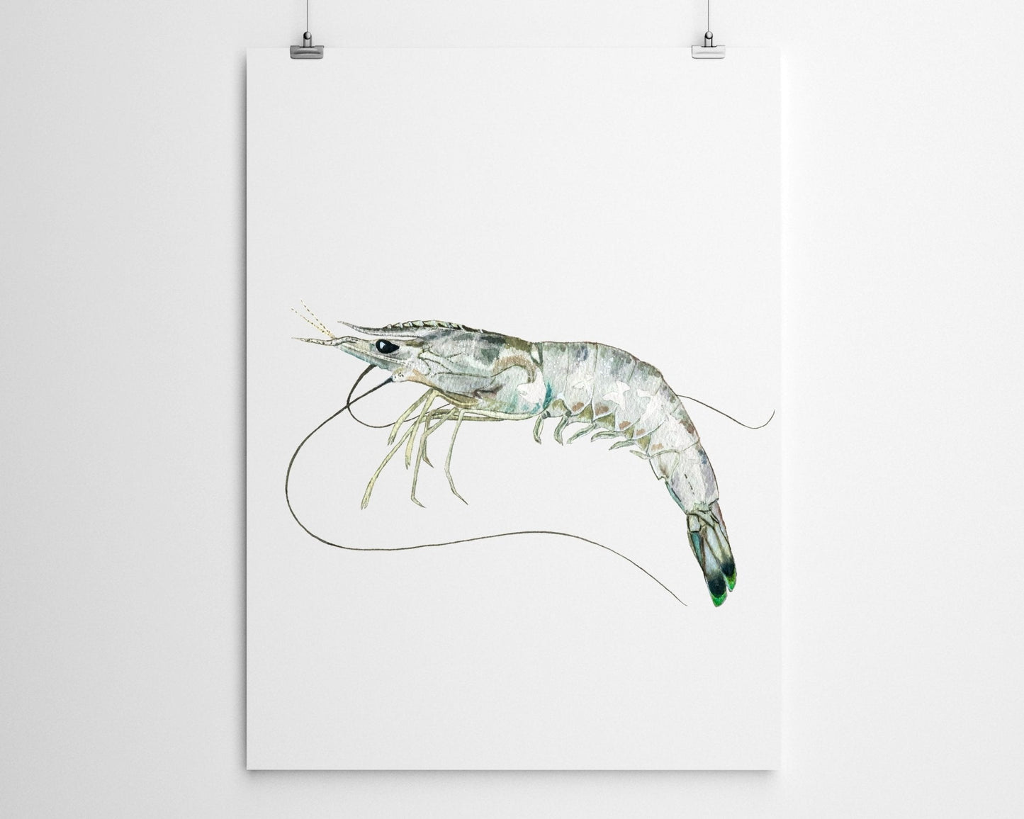 White Shrimp Watercolor Fine Art Print - ArtByAlexandraNicole