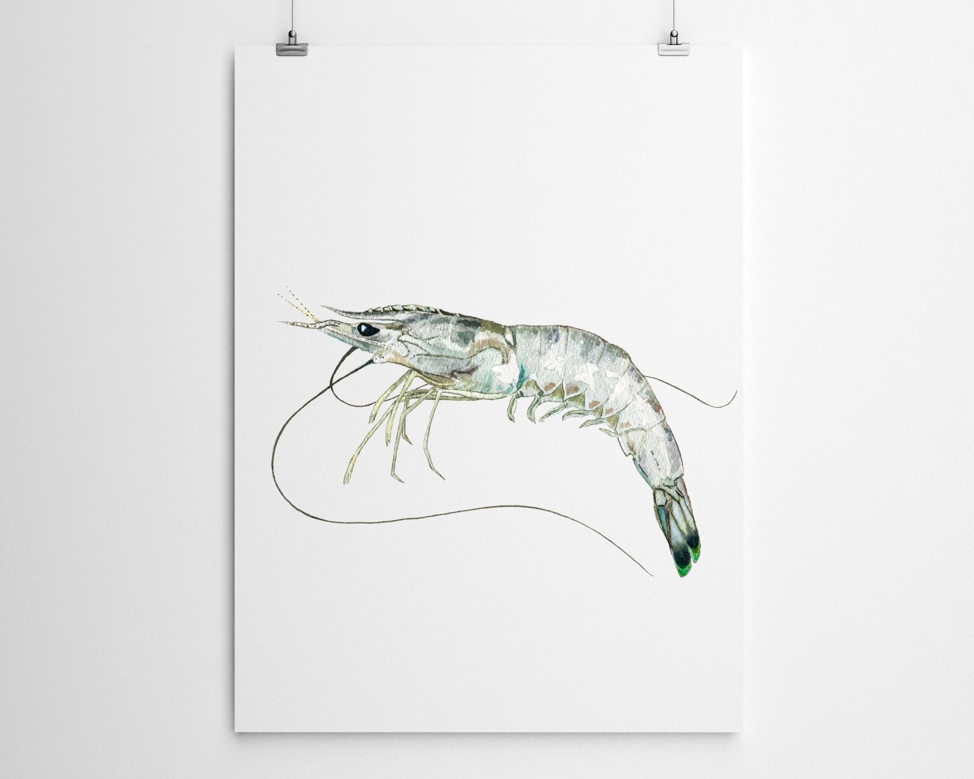 White Shrimp Watercolor Fine Art Print - ArtByAlexandraNicole