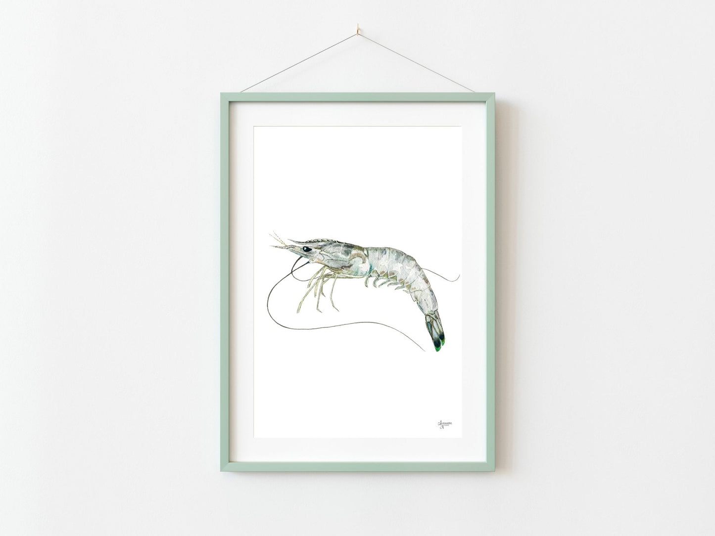 White Shrimp Watercolor Fine Art Print - ArtByAlexandraNicole