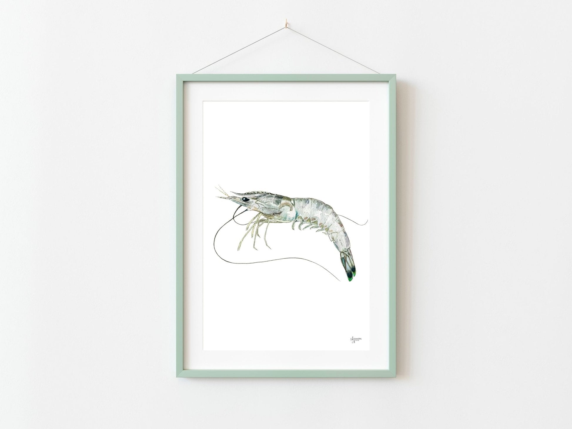 White Shrimp Watercolor Fine Art Print - ArtByAlexandraNicole