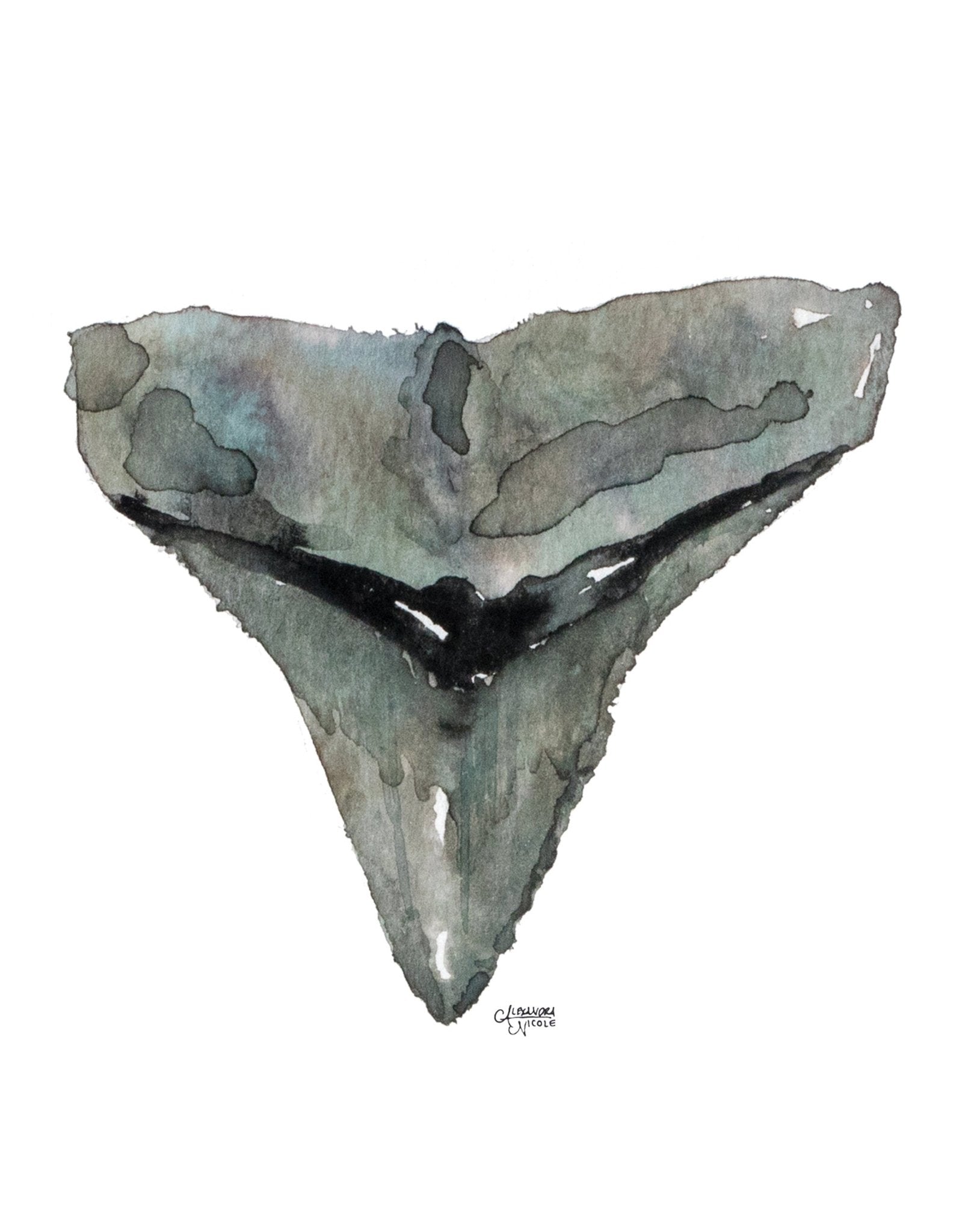 Bull Shark Tooth Watercolor Art Print - Shark Tooth No. 6 - ArtByAlexandraNicole