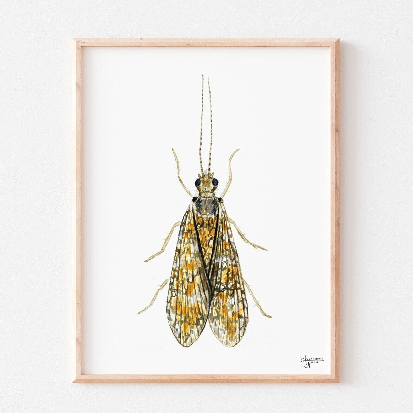 Caddisfly Watercolor Print, Insect Artwork, Fly Fishing Print, Trout F –  ArtByAlexandraNicole