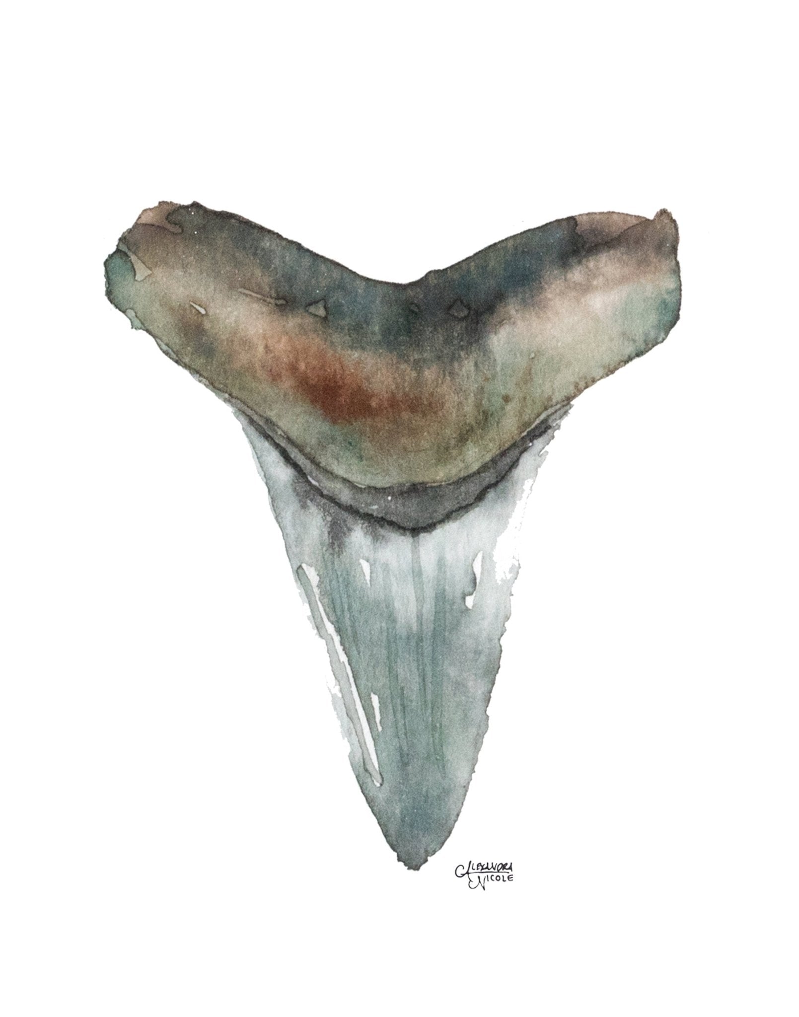 Mako Shark Tooth Watercolor Print No. 5 - ArtByAlexandraNicole