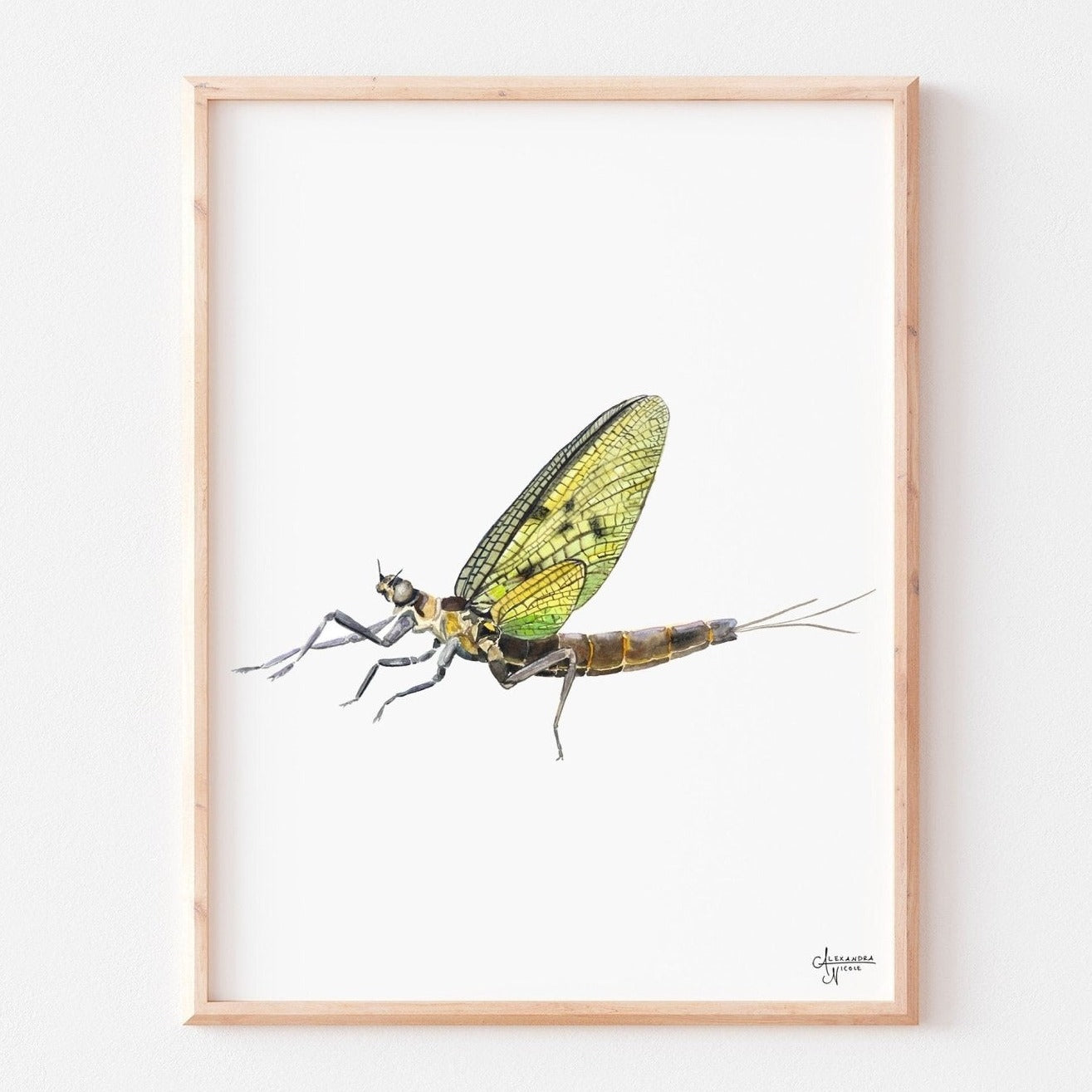 Mayfly Watercolor Print, Watercolor Bug Art, Nature Inspired Decor, Fly Fishermen Gift - ArtByAlexandraNicole