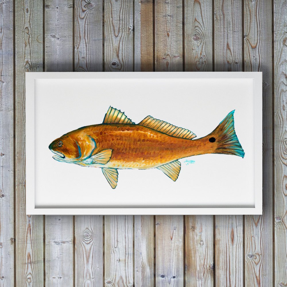 Red Drum Fish Print - ArtByAlexandraNicole