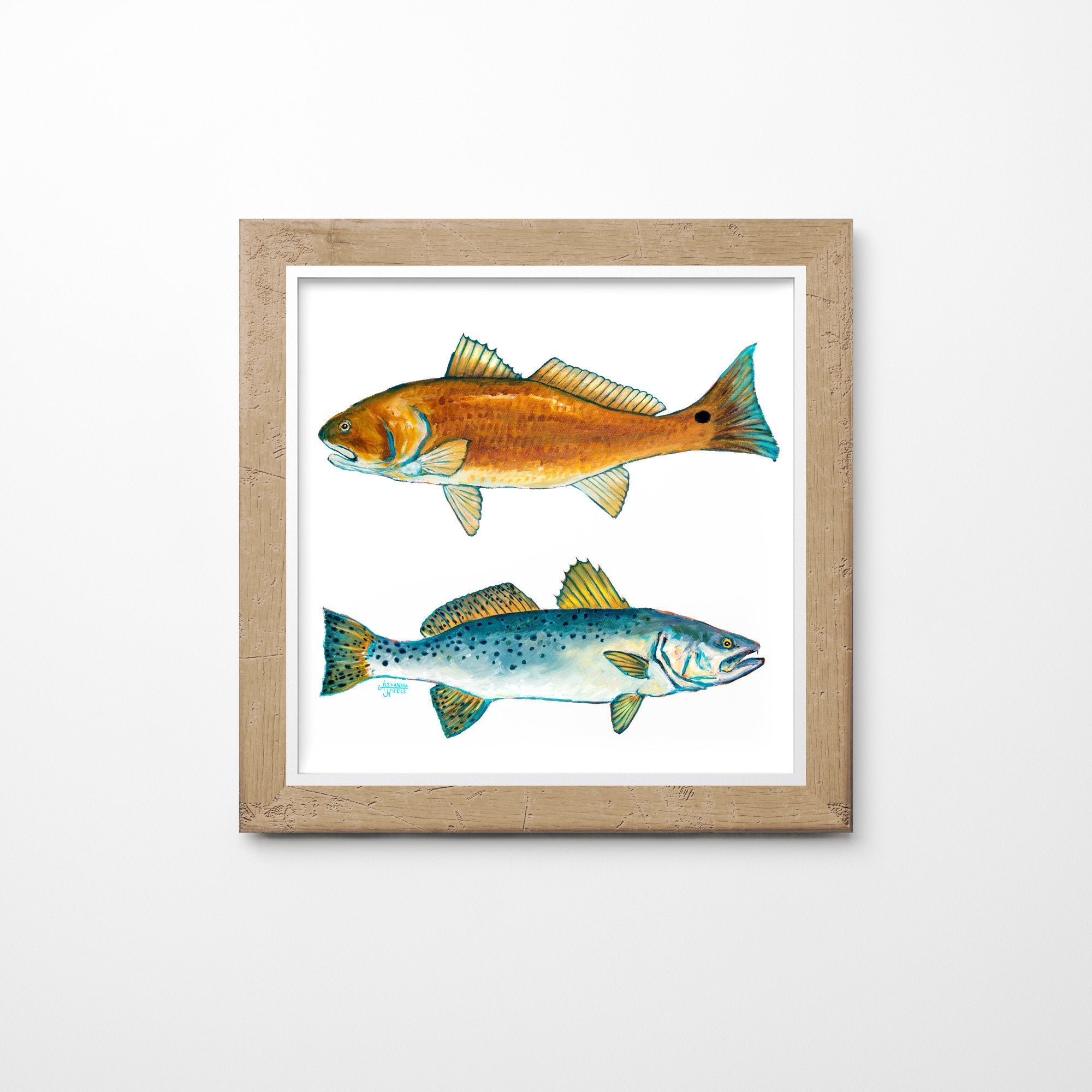Red Drum Fish Print and Speckled Sea Trout Art Print - ArtByAlexandraNicole