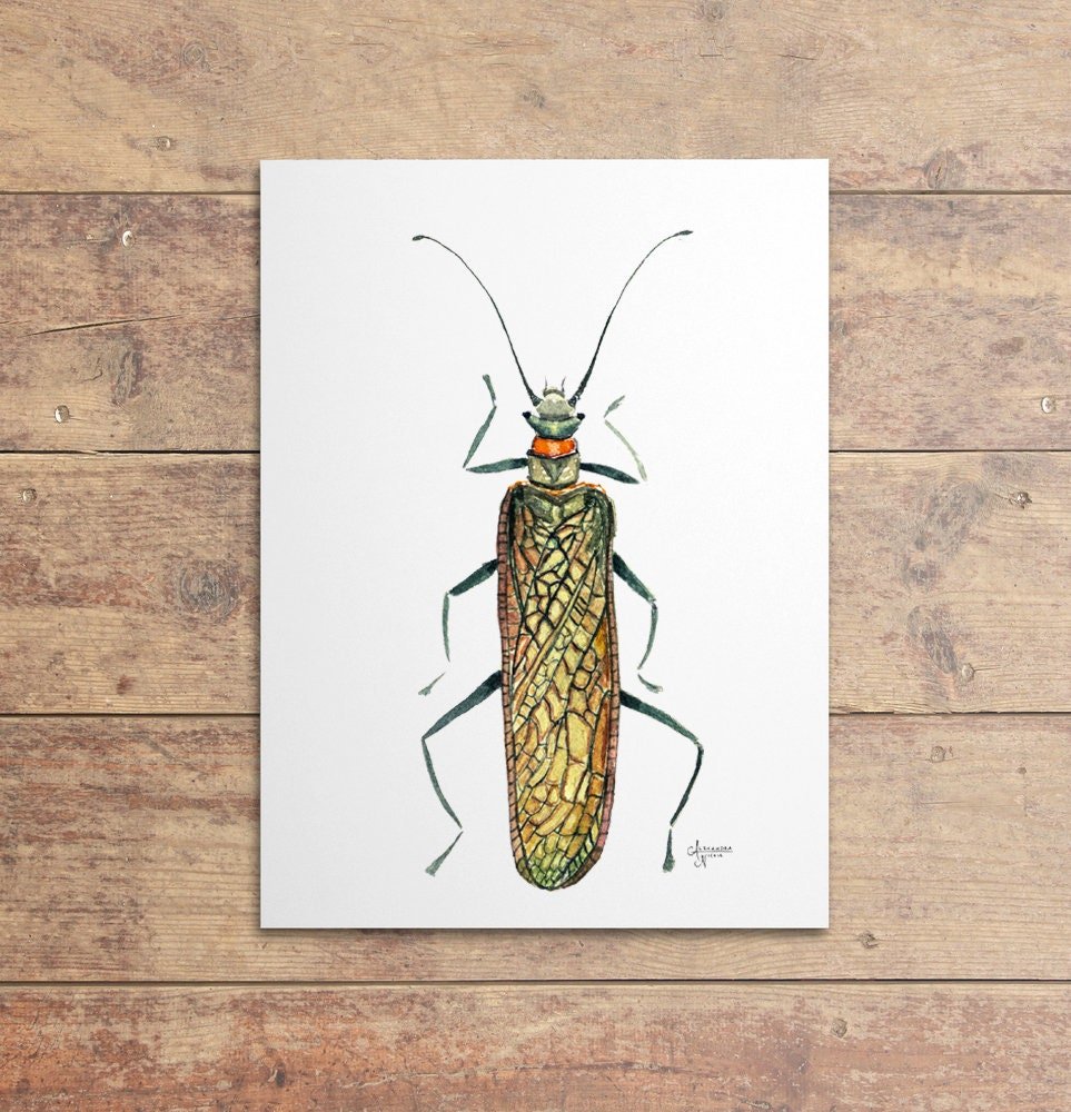 Salmonfly Print - ArtByAlexandraNicole