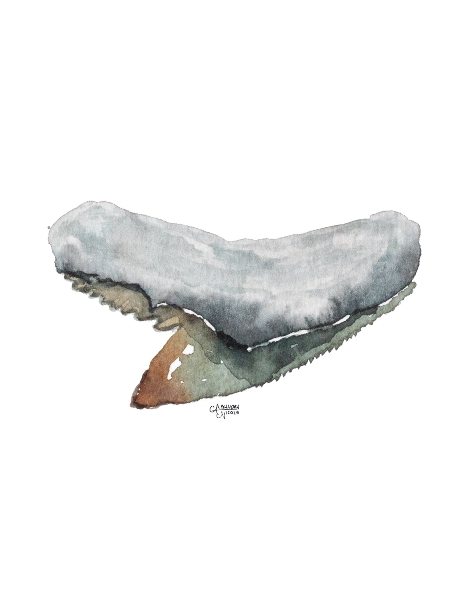 Tiger Shark Tooth Art Print - Shark Tooth No. 7 - ArtByAlexandraNicole