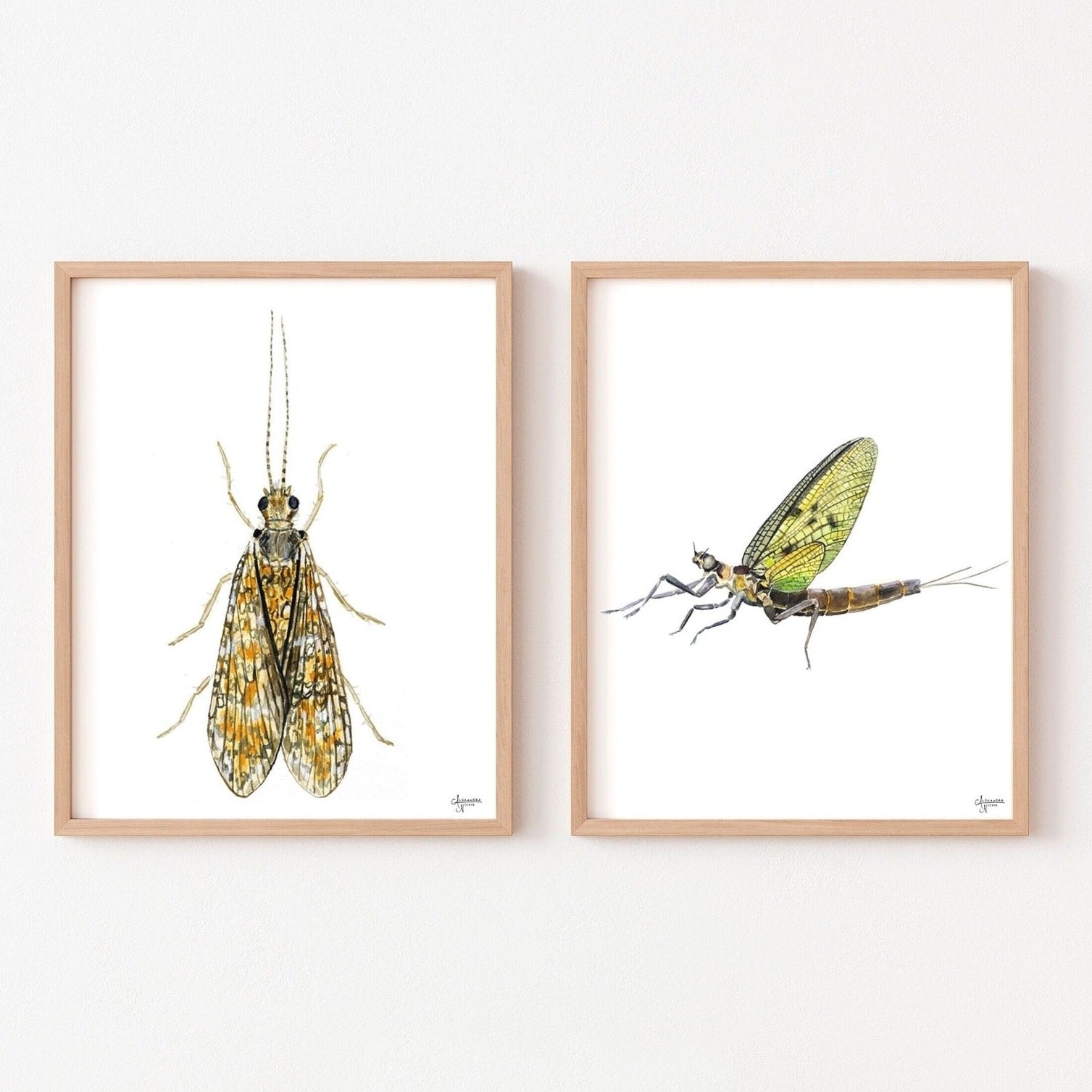 Watercolor Bug Art, Insect Artwork, Fly Fishing Artwork - ArtByAlexandraNicole