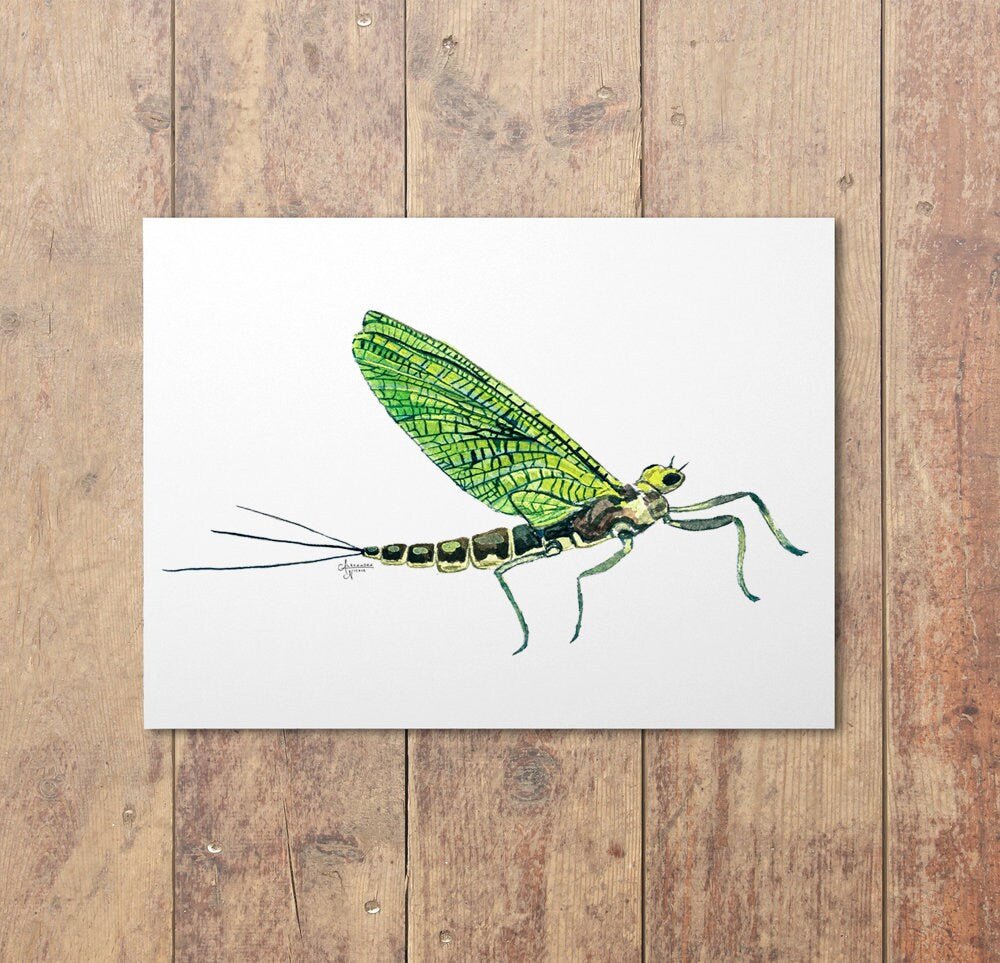 Western Green Drake Mayfly Print - ArtByAlexandraNicole