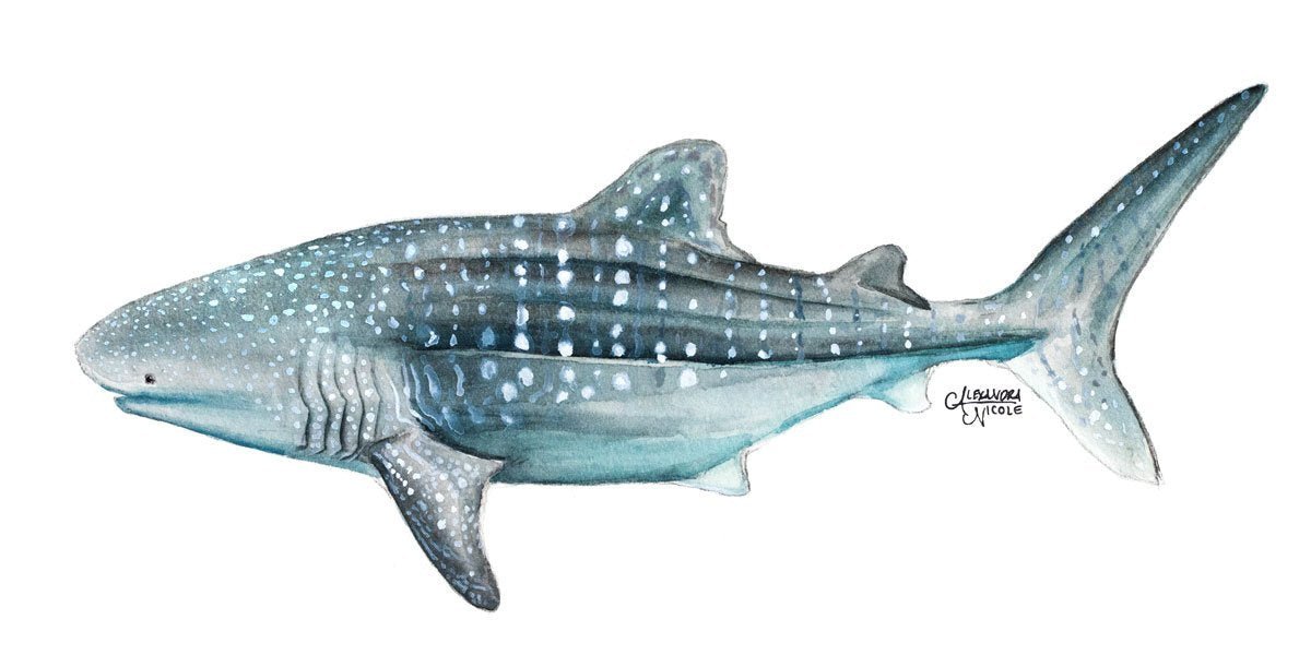 Whale Shark Art Print - ArtByAlexandraNicole