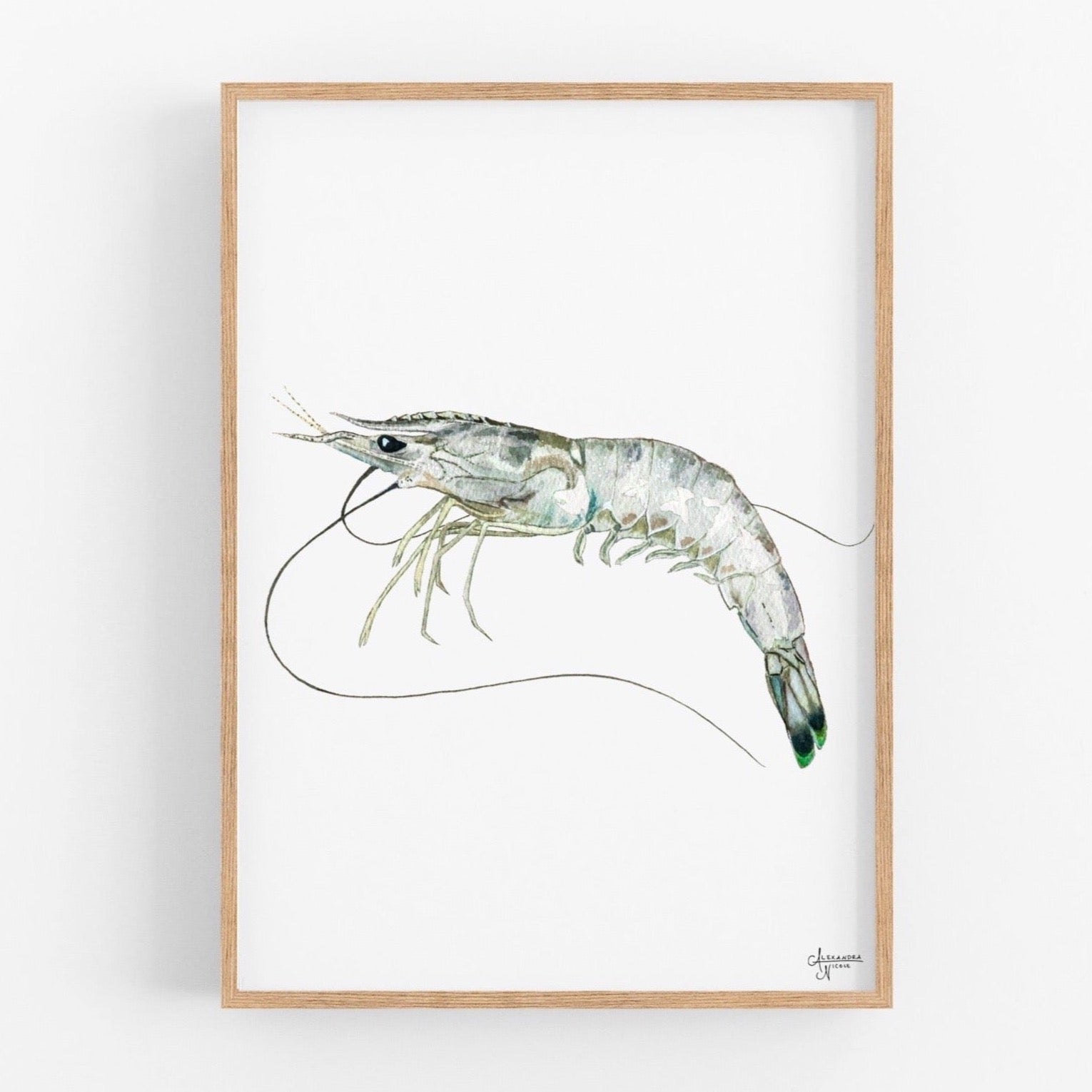White Shrimp Watercolor Fine Art Print - ArtByAlexandraNicole